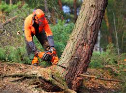 Best Tree Planting Services  in Beckett, NJ